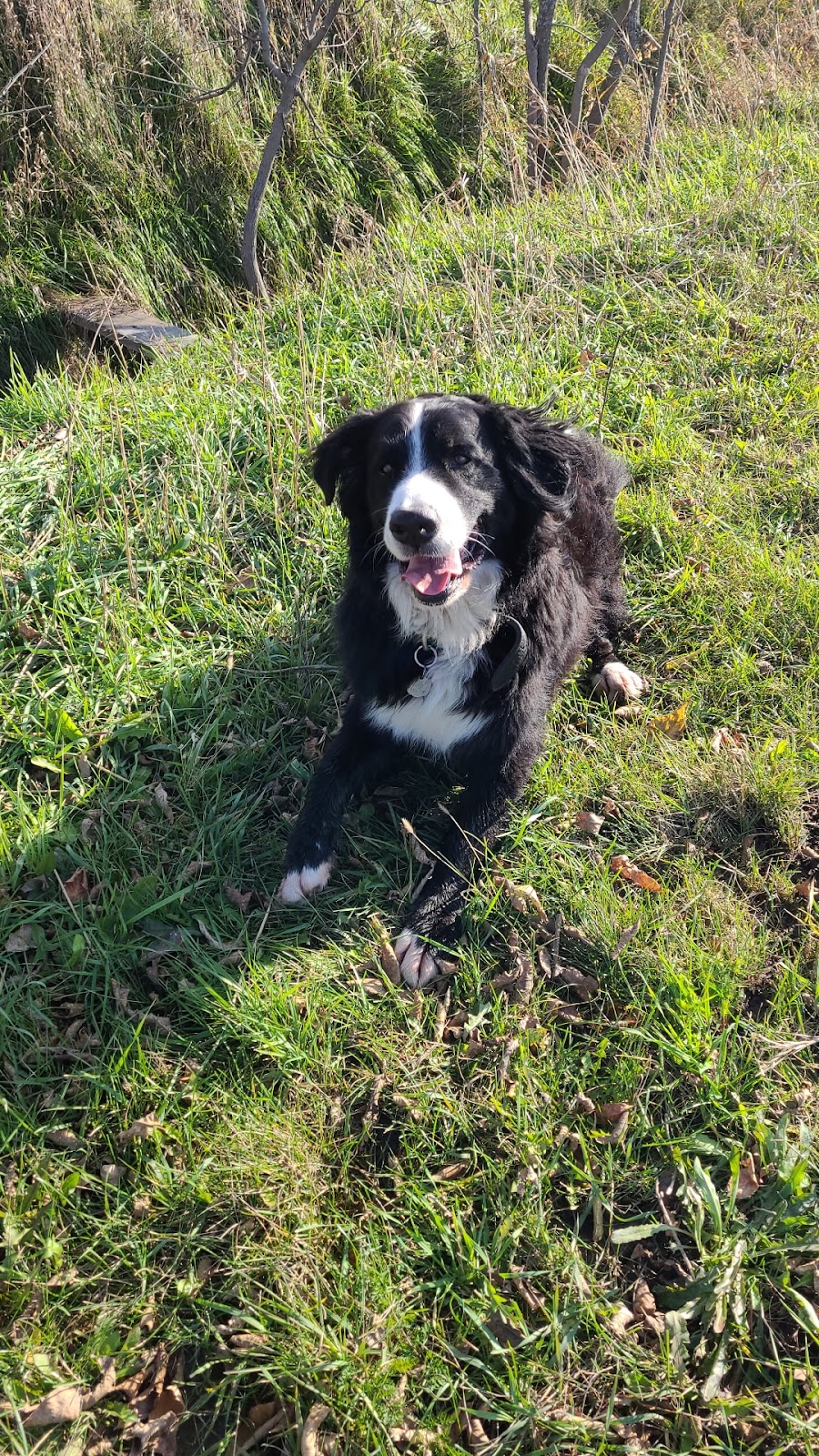 VanYs 4 Paw Paradise | 47 Rang de la Rivière-Noire S, Saint-Chrysostome, QC J0S 1R0, Canada | Phone: (438) 483-4559