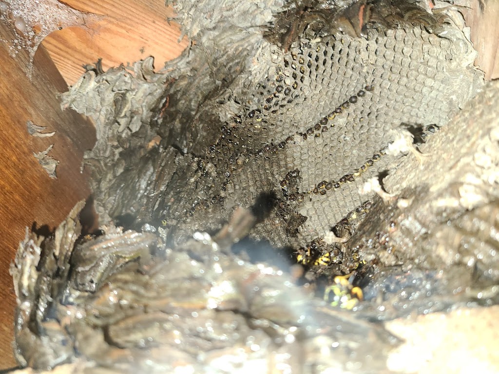Mr. EXTERMINATOR | 793016, Simcoe road 124, Singhampton, ON N0C 1M0, Canada | Phone: (705) 888-0029
