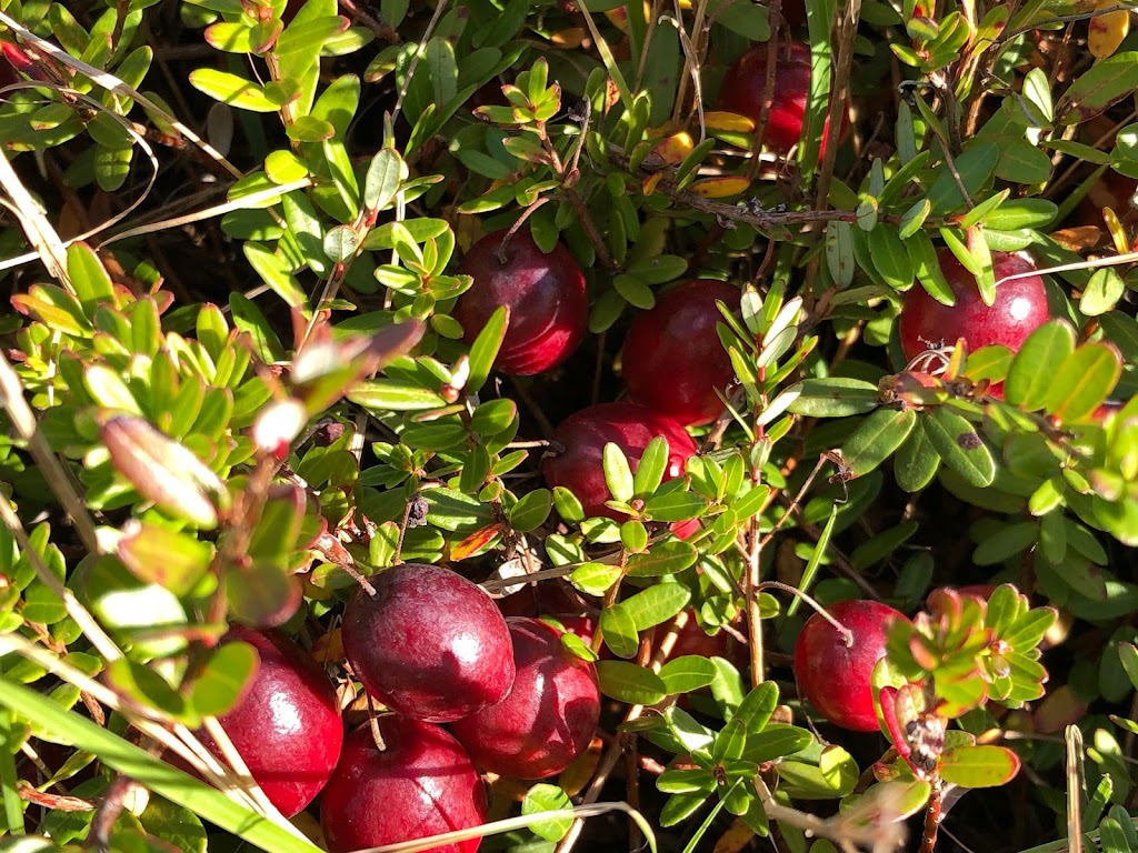 Les Jardins VMO | Culture locale de canneberge | 2400 Chem. Hemming, Drummondville, QC J2B 8Y3, Canada | Phone: (819) 475-3867