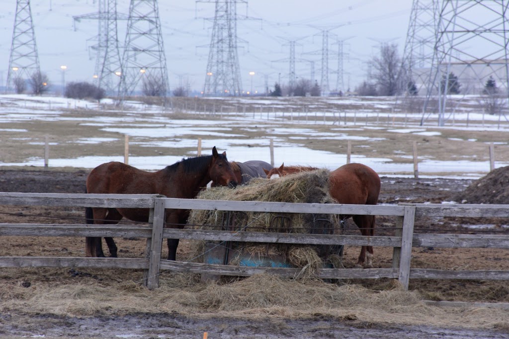 Equine Emporium The | 2800 Meadowpine Blvd, Mississauga, ON L5N 7E6, Canada | Phone: (905) 821-2159