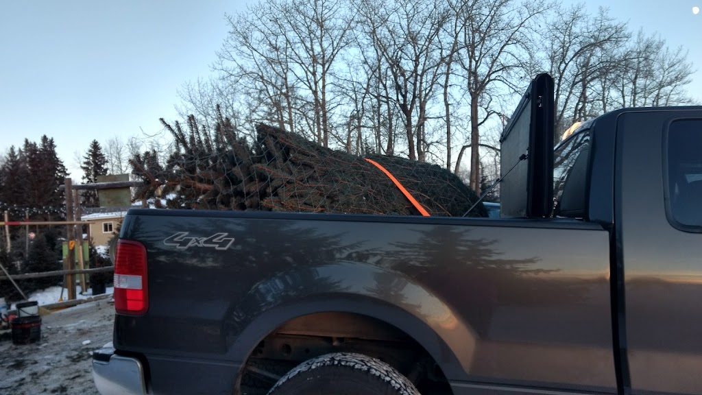 Fir Ever Green Tree Farm | Range Rd 272, Falun, AB T0C 1H0, Canada | Phone: (780) 352-4368