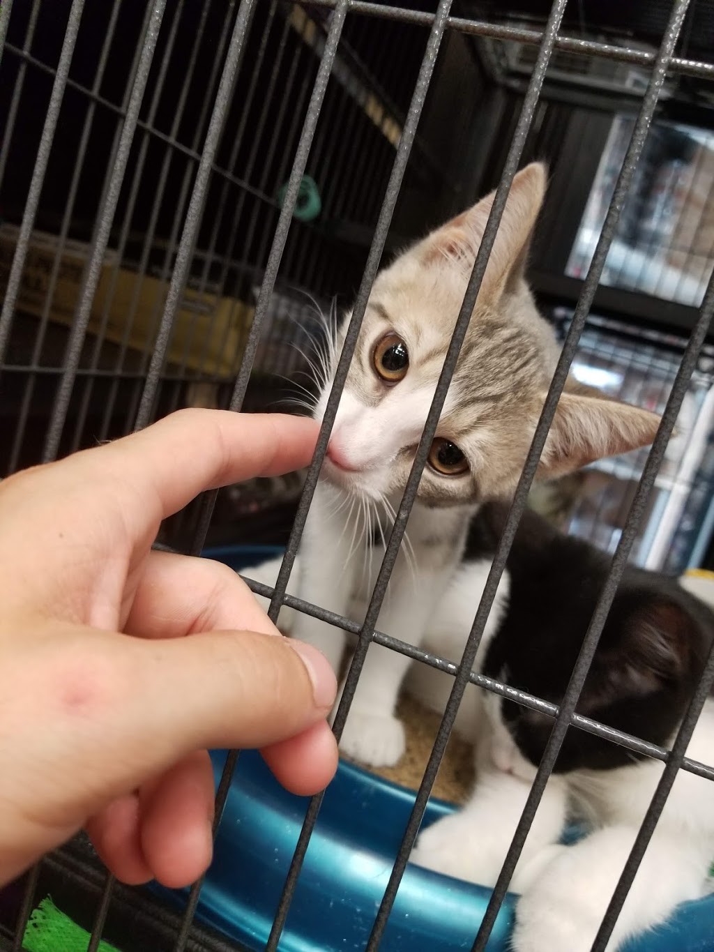 Pet Valu | 1550 Upper James St, Hamilton, ON L9B 2L6, Canada | Phone: (905) 574-5107