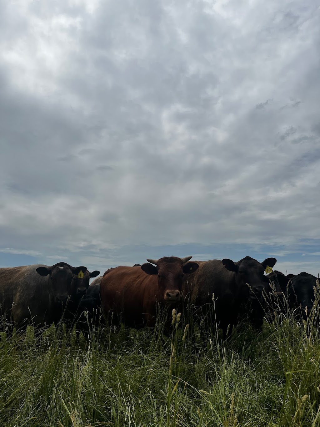 St. Isidore Ranch | #5148, Gads Hill, ON N0K 1J0, Canada | Phone: (519) 703-6780