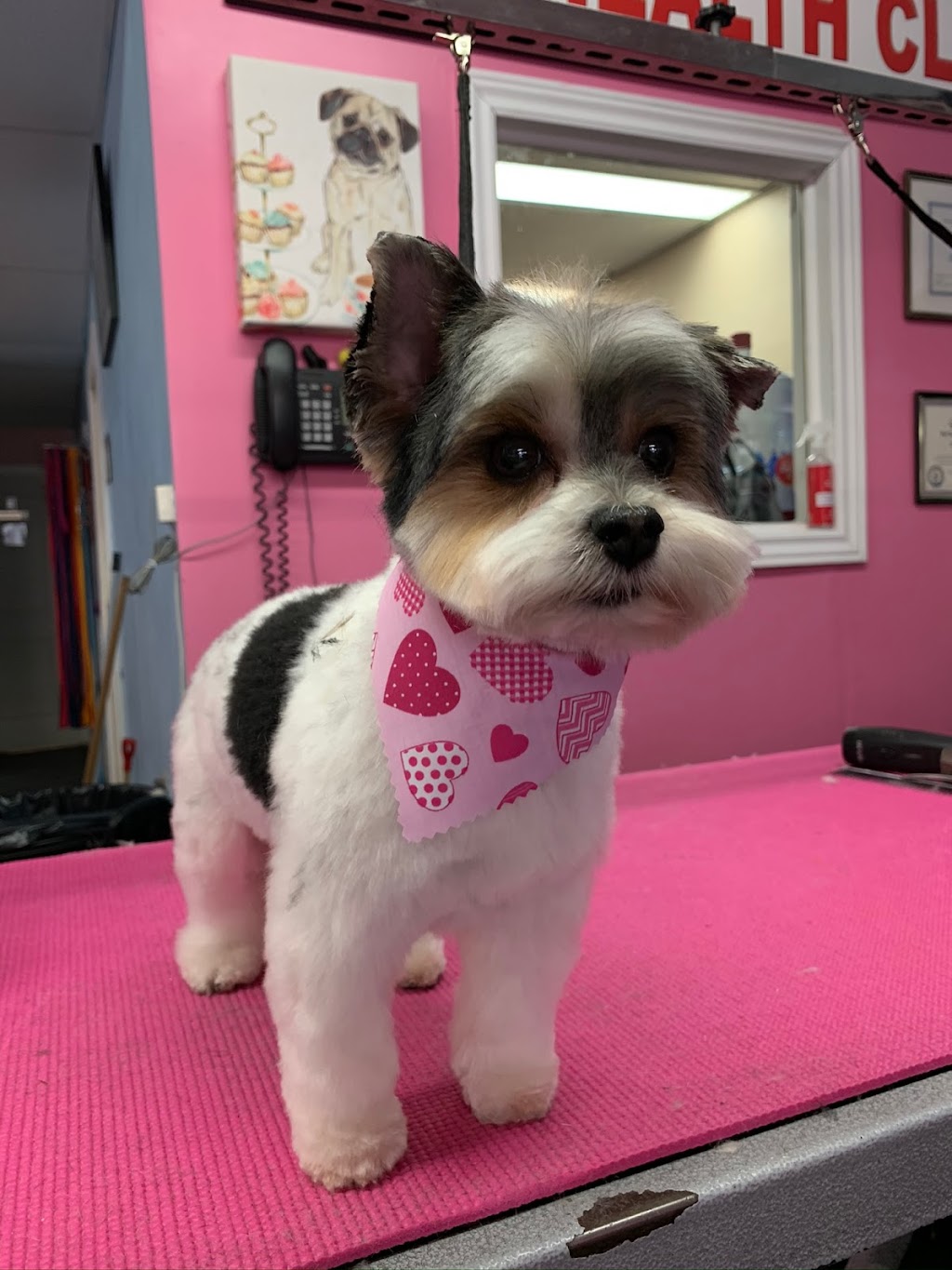 Touch of a Paw Spa | 1204 Wecker Dr, Oshawa, ON L1J 3P1, Canada | Phone: (905) 240-7297