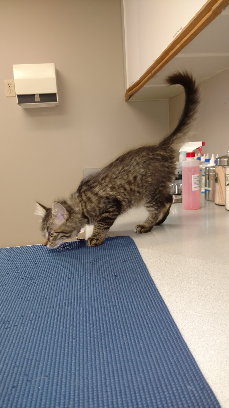 Tsawwassen Animal Hospital Ltd | 1835 56 St, Delta, BC V4L 2B4, Canada | Phone: (604) 943-9385