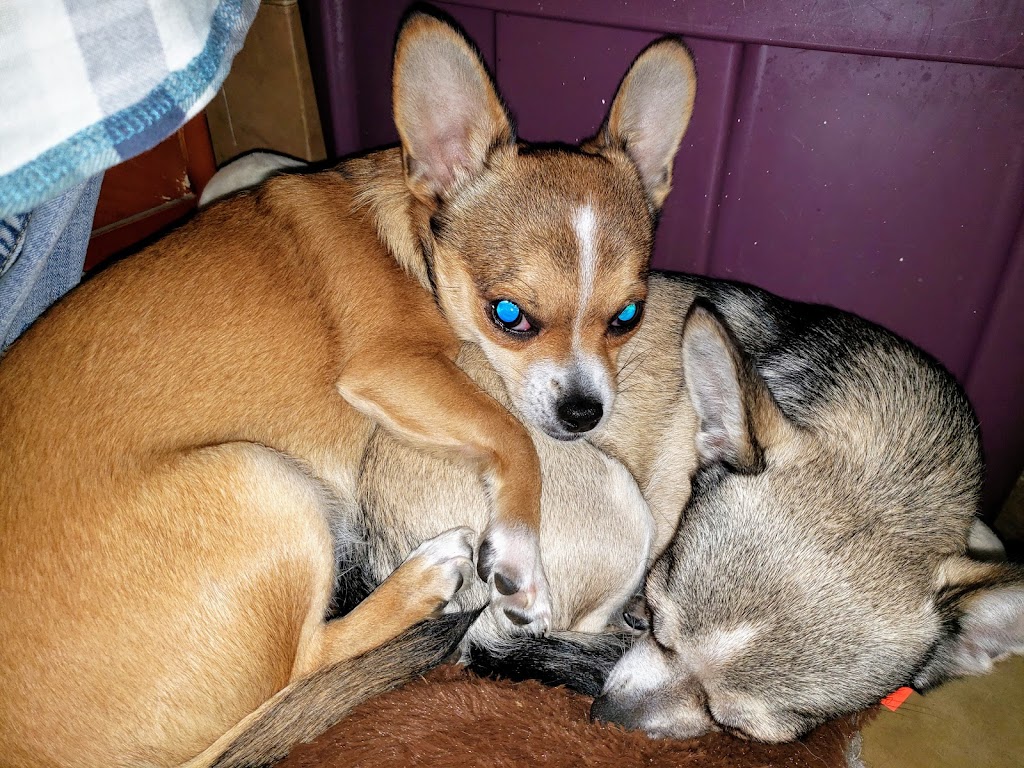 Mixed Blessings Puppies | 2040 Herd Rd, Duncan, BC V9L 5W3, Canada | Phone: (778) 422-3342