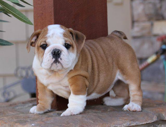 Teacup Breeders Home | 18 Wheeler Ave, Guelph, ON N1E 5M9, Canada | Phone: (559) 628-2640