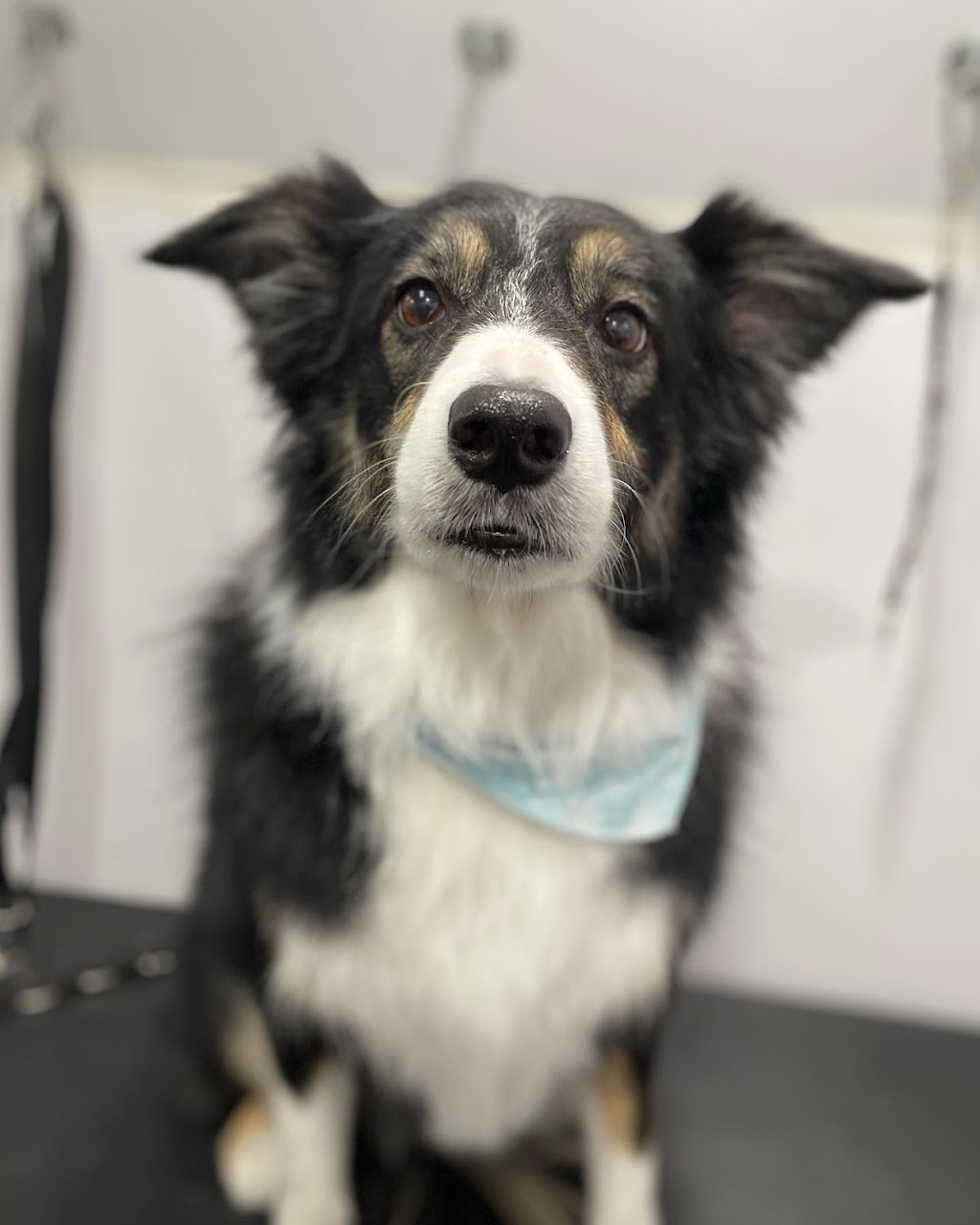 Fosters Mobile Grooming | Baysprings Link SW, Airdrie, AB T4B 0R7, Canada | Phone: (587) 664-9126