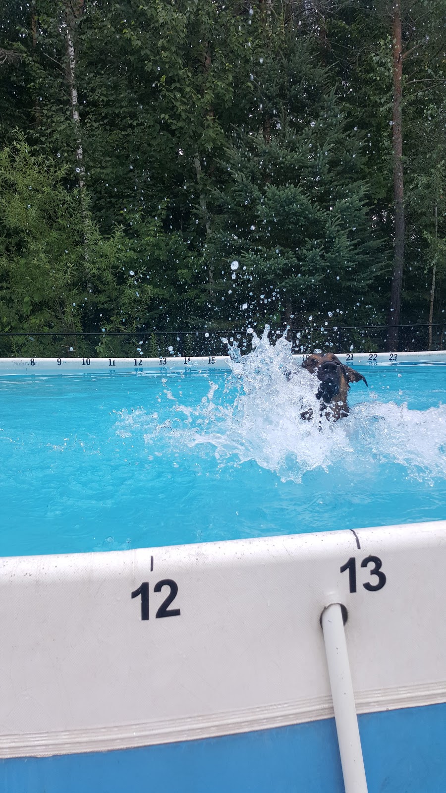 Canine Country Kennels | 8331 10th Line, Barrie, ON L4M 4S4, Canada | Phone: (705) 725-9099
