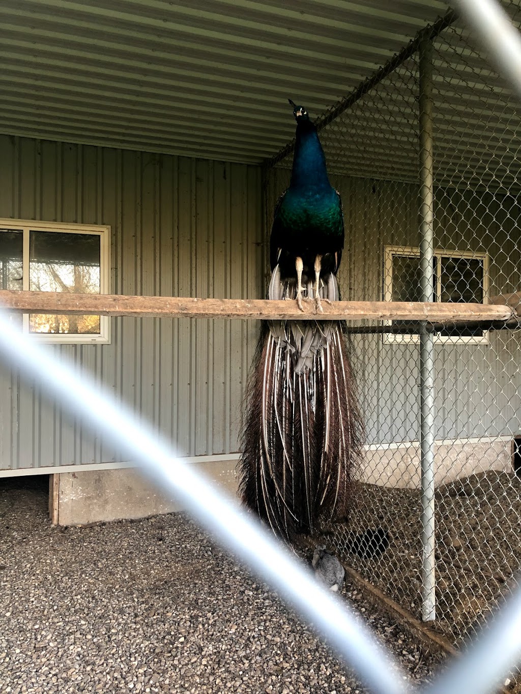 West Perth Animal Park | zoo | Mitchell, ON N0K 1N0, Canada