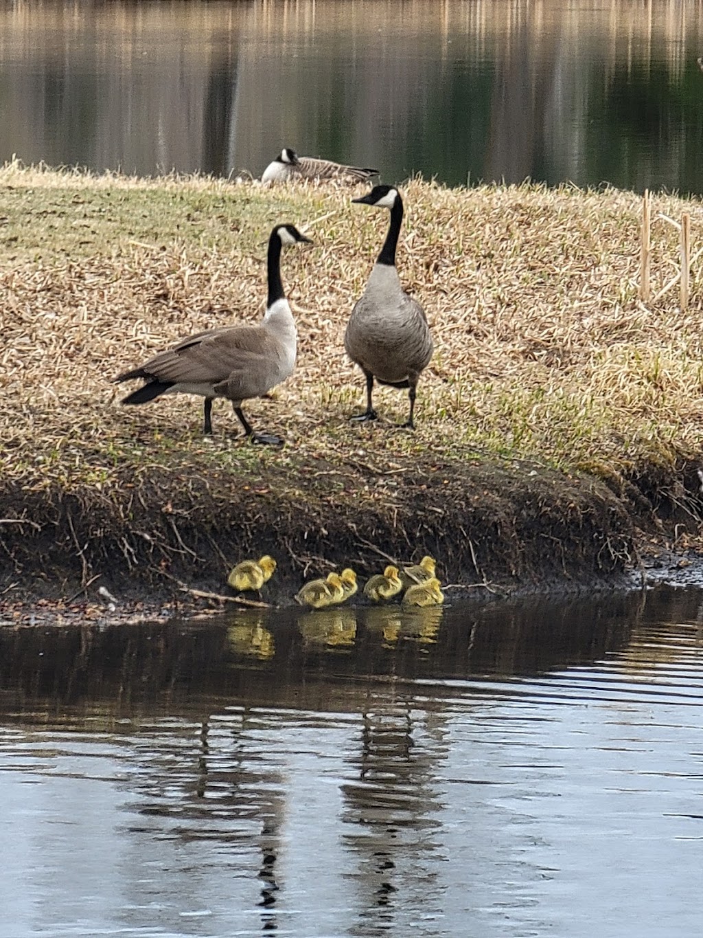 Bower Ponds | 4715 Fountain Dr, Red Deer, AB T4N 6W4, Canada | Phone: (403) 318-6298