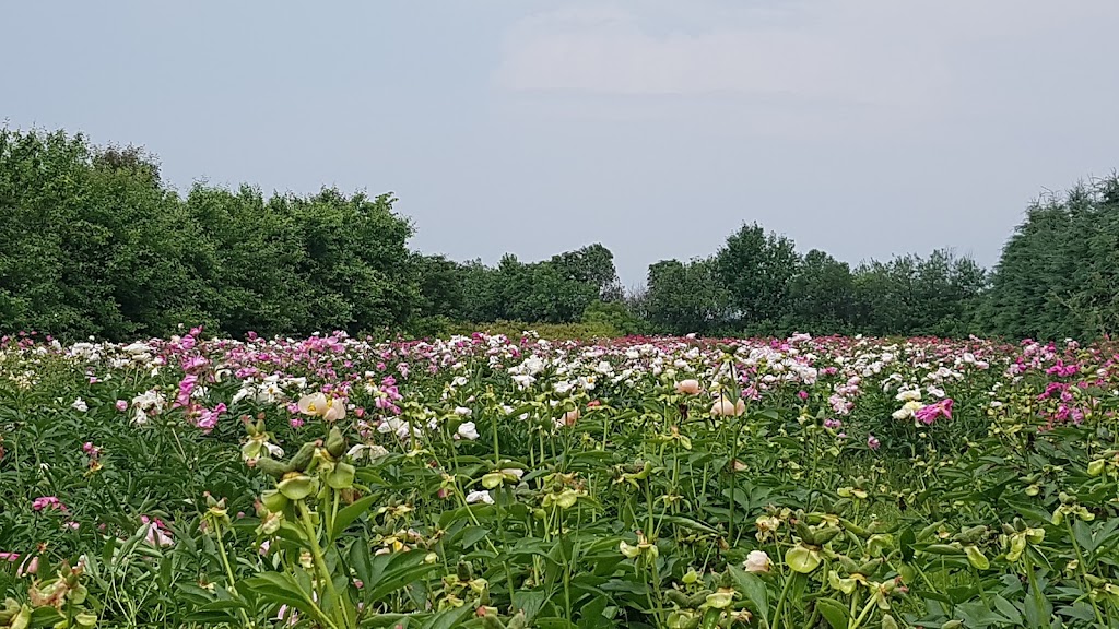 Les fleurs Maltais | 2094 Rang Sainte-Famille, Chicoutimi, QC G7H 7W5, Canada | Phone: (418) 290-6118