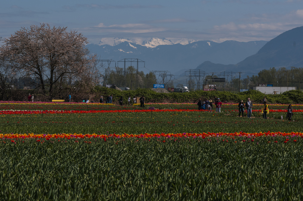Cedarbrooks Turkey Farm Ltd | 2221 Fooks Rd, Abbotsford, BC V3G 2H5, Canada | Phone: (604) 855-1107