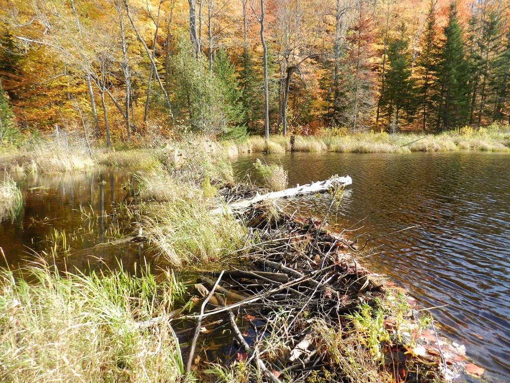 Camp Kwasind | 1122 Skeleton Lake 5 Rd, Utterson, ON P0B 1M0, Canada | Phone: (705) 769-3751