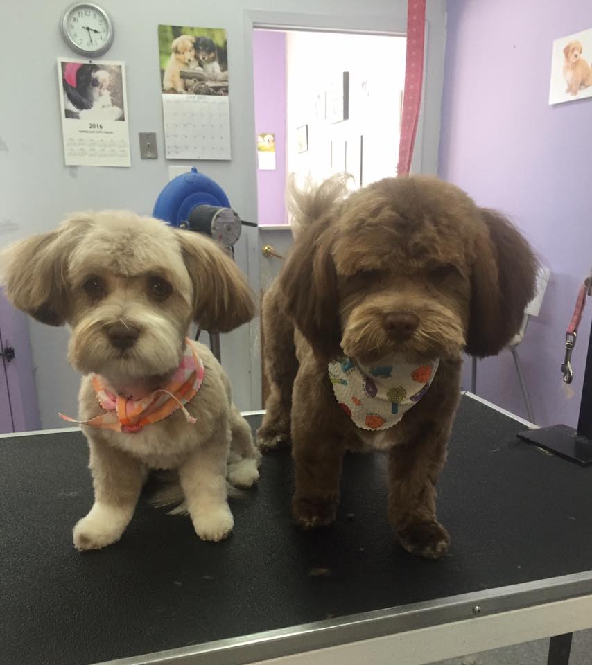 Dog Grooming Calgary | 2106, 380 Canyon Meadows Dr SE, Calgary, AB T2J 7C3, Canada | Phone: (587) 997-6274