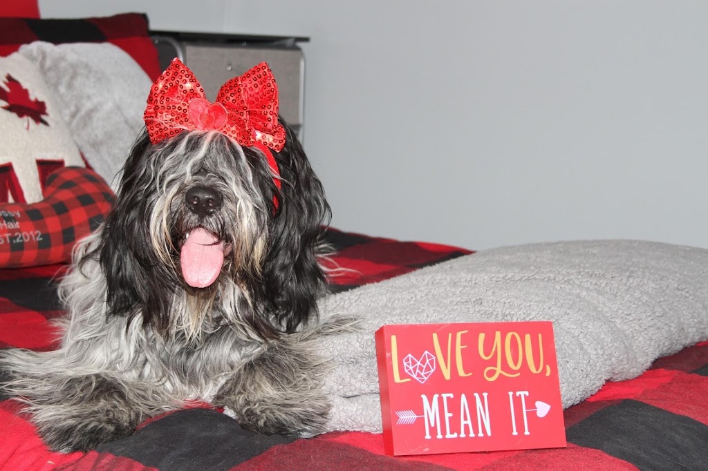 Schapendoes Of Messy Hair Kennels | 19 Mill St E, Tottenham, ON L0G 1W0, Canada | Phone: (905) 936-5986
