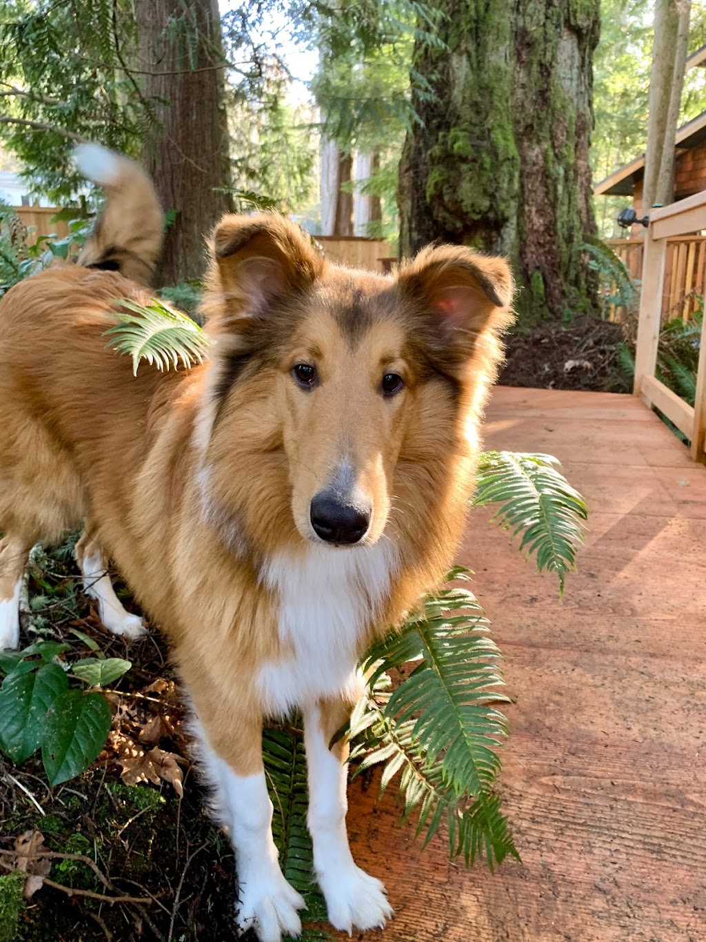 East Sooke Treehouse | 6601 East Sooke Road, Sooke, BC V9Z 1A5, Canada | Phone: (250) 686-5652