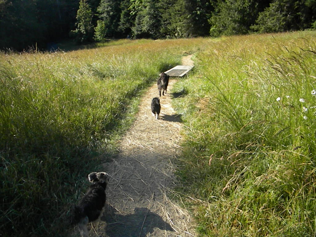 Deluxe Dog Sitting Digs | Elizabeth Dr, Salt Spring Island, BC V8K 1J5, Canada | Phone: (250) 537-5959