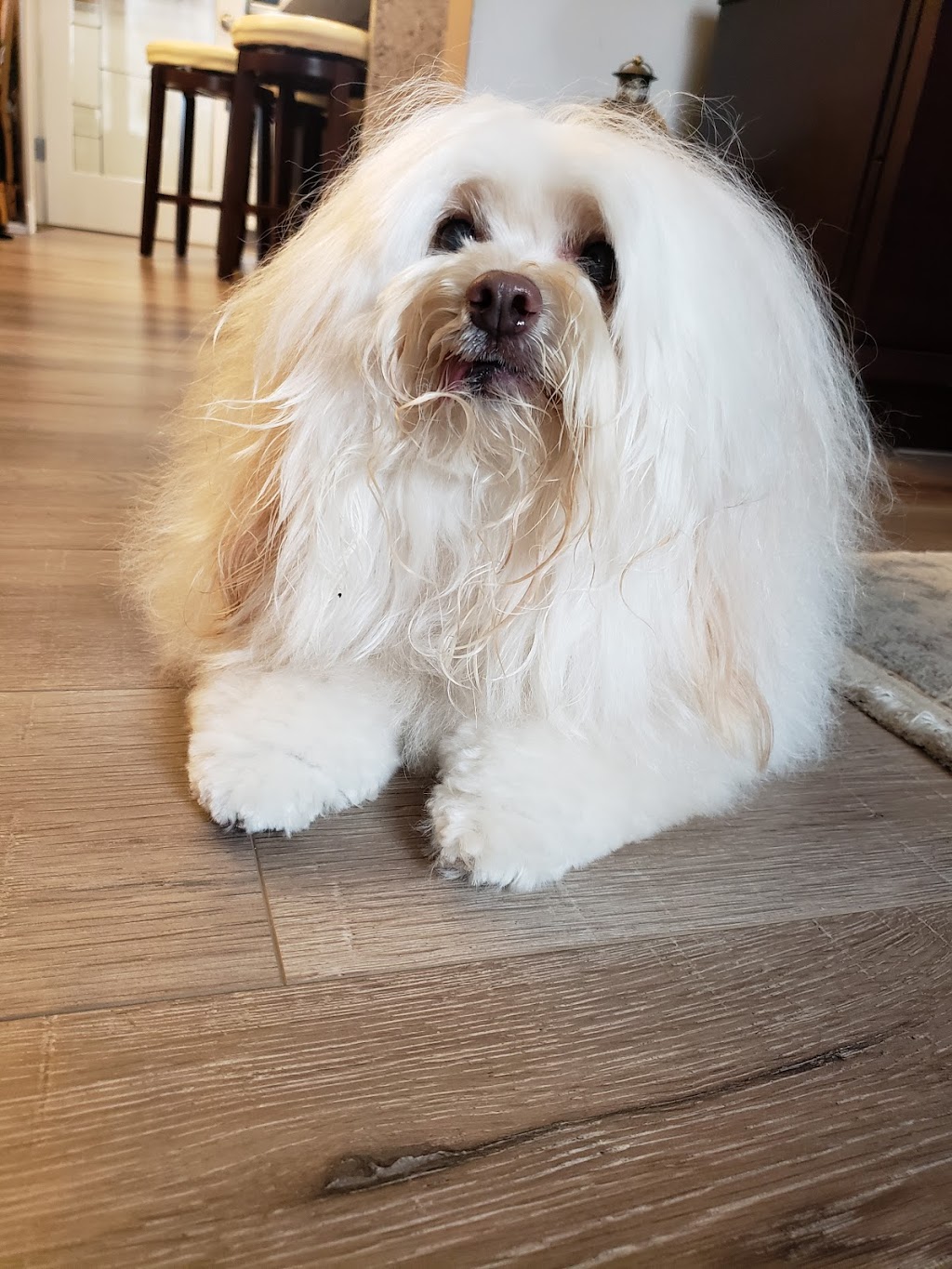 Bath to Bow Grooming Salon | 10015 Oakfield Dr SW #3, Calgary, AB T2V 1S9, Canada | Phone: (403) 226-8480