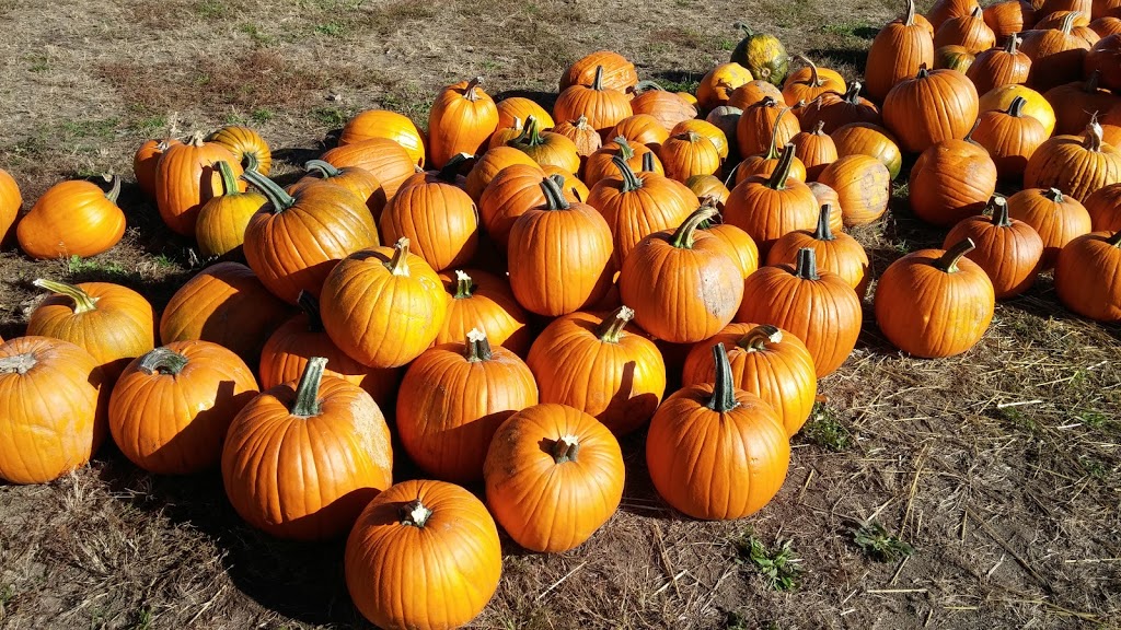 Snyders Family Farm | 936685 Blenheim Rd, Bright, ON N0J 1B0, Canada | Phone: (519) 632-7356