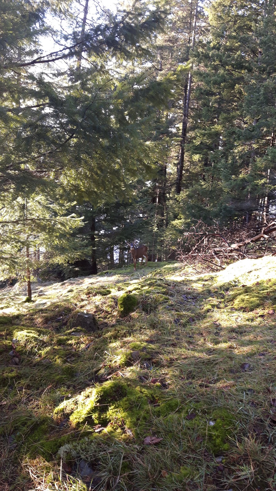 Bowen Island Memorial Garden Society | Crippen Park Killarney Lake, Bowen Island, BC V0N 1G1, Canada | Phone: (604) 947-0384