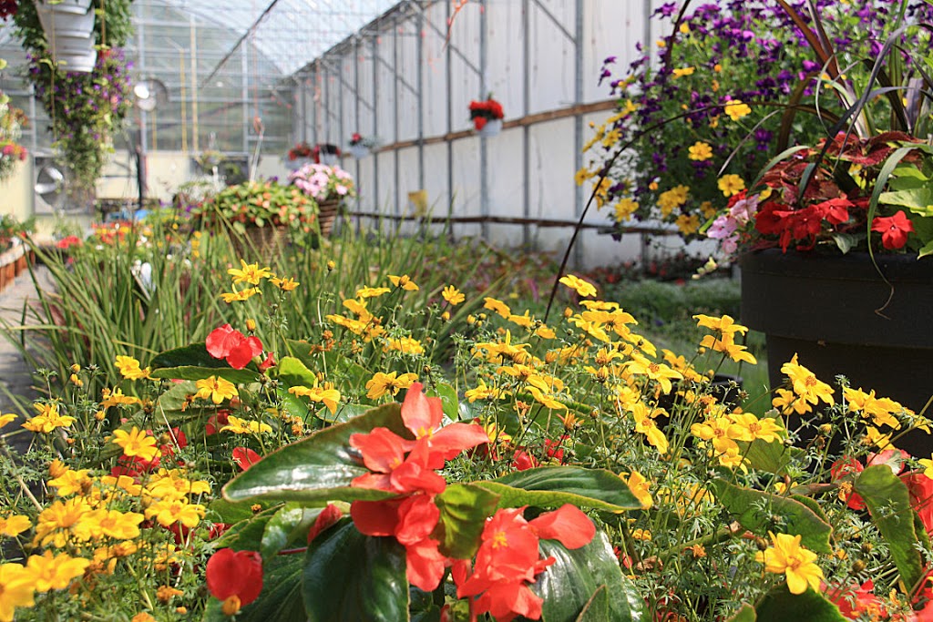 U & K Greenhouses Ltd | 5 Miles North of Indian Head on Highway 56 Call for Hours of Operation, Indian Head, SK S0G 2K0, Canada | Phone: (306) 695-2056