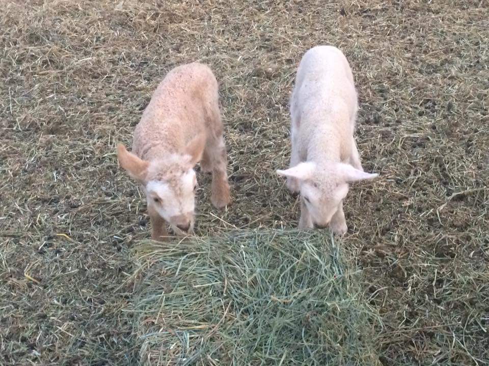 Blue Bear Farms | Box 368, Sanford, MB R0G 2J0, Canada | Phone: (204) 229-3023