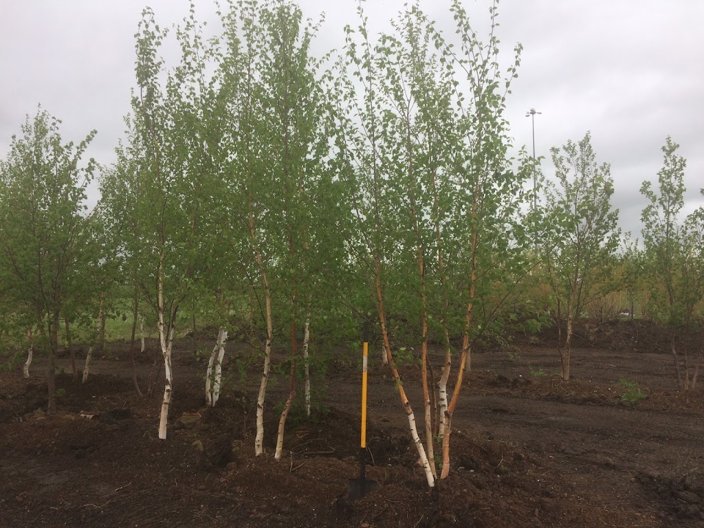 Waynes Tree Moving Inc | 73025 Kirkness Rd, Selkirk, MB R1A 2A8, Canada | Phone: (204) 757-2996