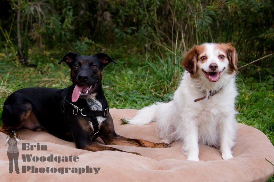 PAWSitively Happy Home | 297 Springbank Dr rear unit 1, London, ON N6J 1G4, Canada | Phone: (226) 224-1364