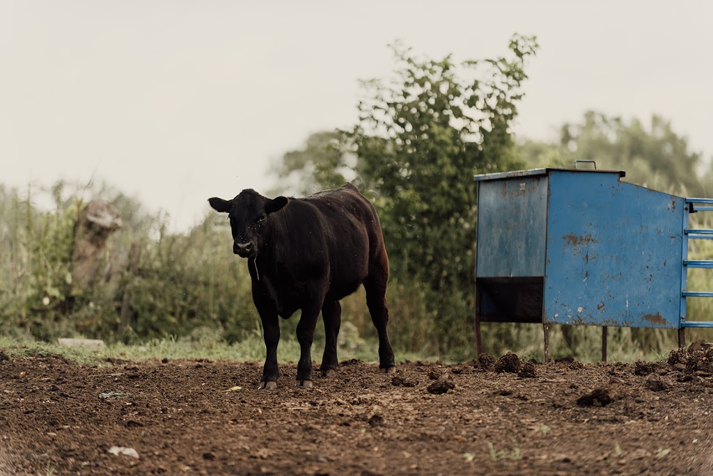Robins Nest Farm | 32 Goacher Rd, Campbellford, ON K0L 1L0, Canada | Phone: (705) 632-9304