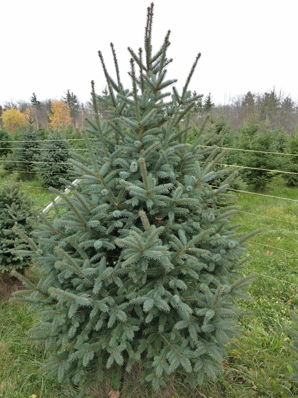 Smiths Christmas Trees | point of interest | 105 Orchard Hill Rd, Ridgeville, ON L0S 1M0, Canada | 9058923410 OR +1 905-892-3410
