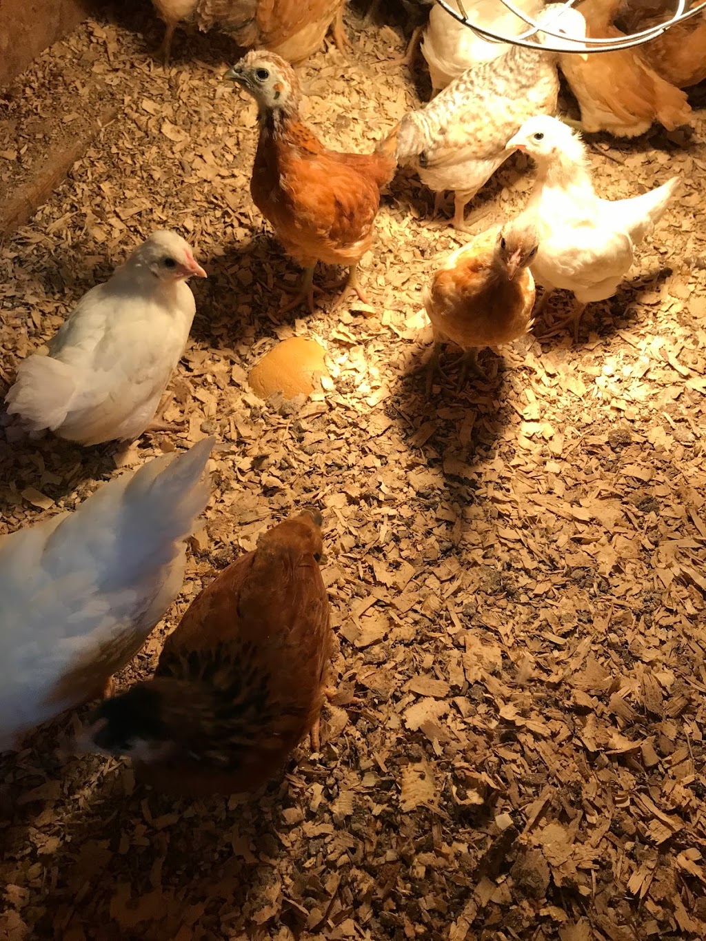 Farm Queen Organic Foods | 316743 ON-6, Chatsworth, ON N0H 1G0, Canada | Phone: (519) 794-0471