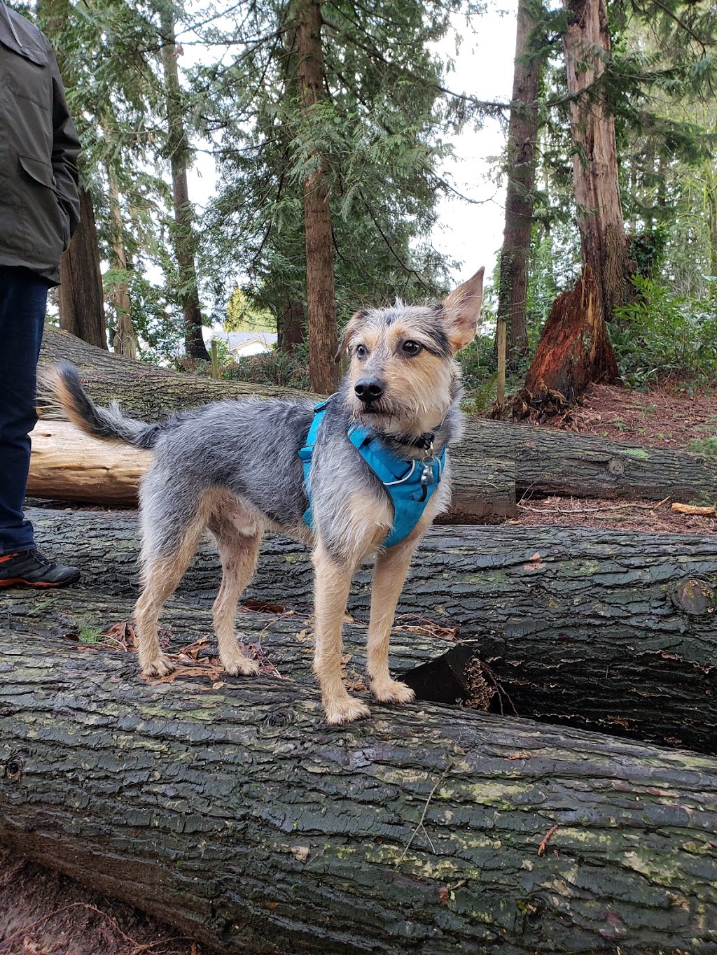 Westview Park Off-Leash Area | 12067-12185 210 St, Maple Ridge, BC V2X, Canada
