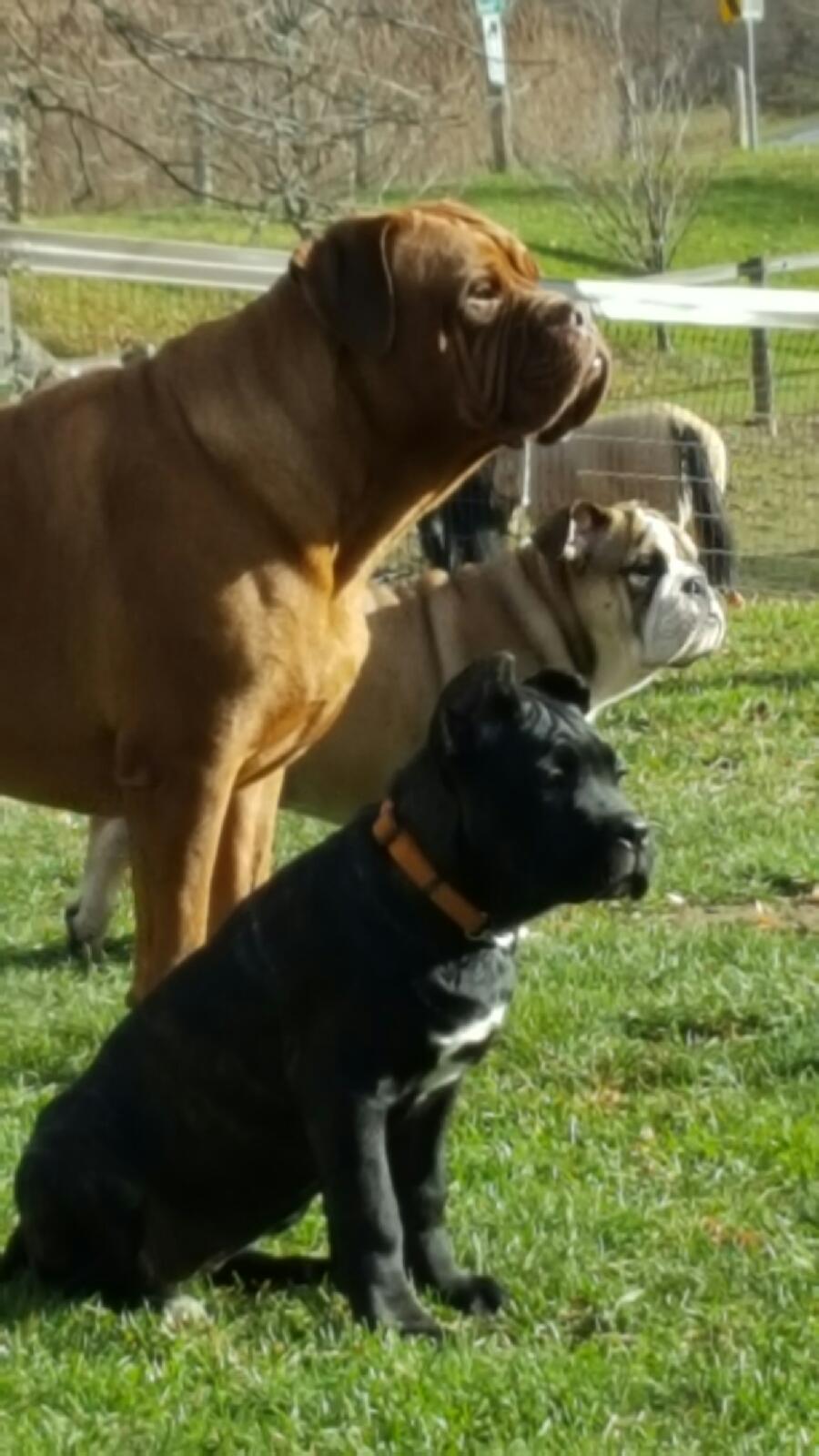 Rickys Raw Dog Food/ A.Glensaxon Kennels | 1854 Trinity Rd S, Ancaster, ON L9G 3L1, Canada | Phone: (905) 648-6955