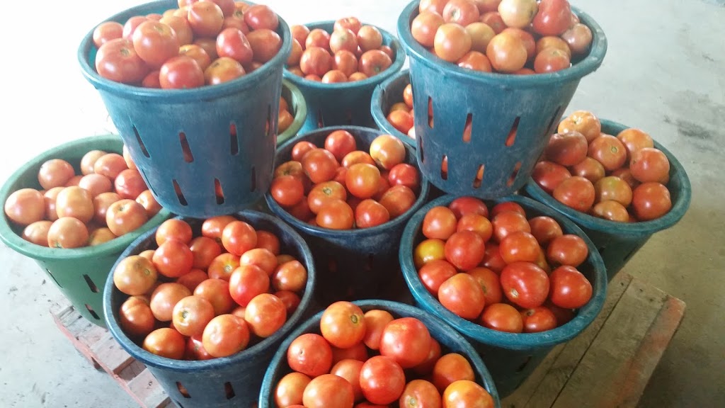 Sunrise Farms | 2190 Seacliff Dr, Kingsville, ON N9Y 2N5, Canada | Phone: (519) 326-5813