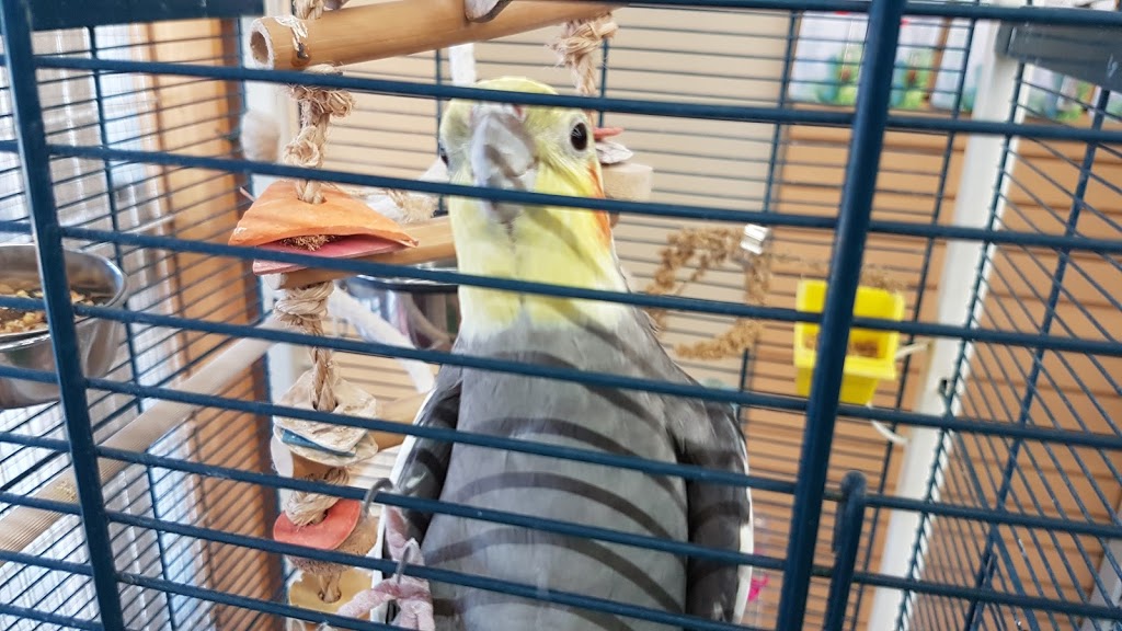 Animalerie Rawdon | 3285 1 Ave, Rawdon, QC J0K 1S0, Canada | Phone: (450) 834-8455