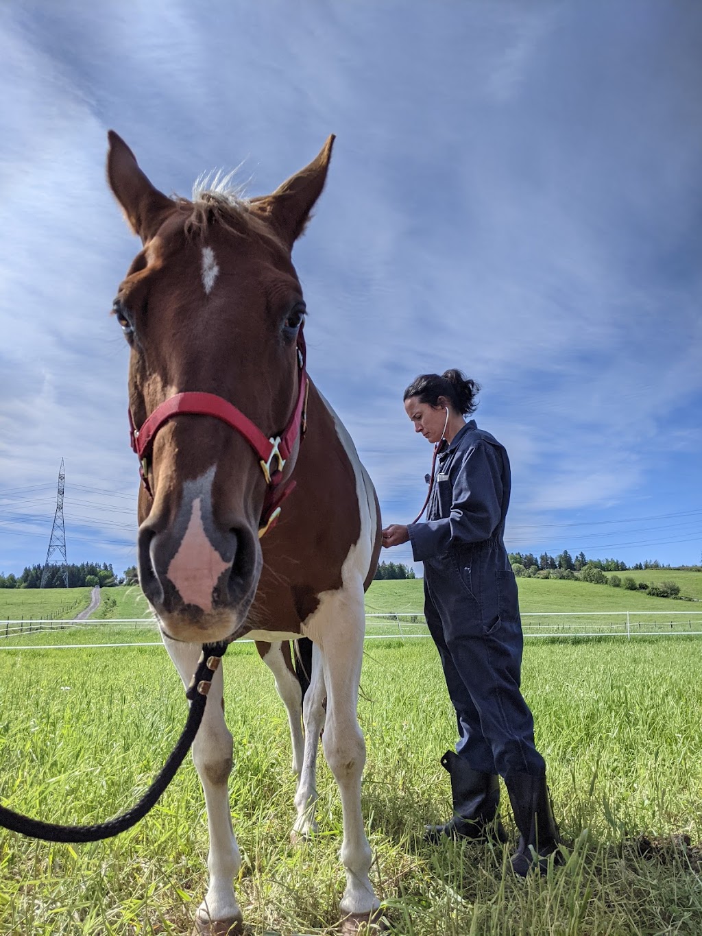 Service Vétérinaire Ambulatoire Geneviève Bouchard Inc | 96 Rang Chénard, Saint-Gabriel-de-Kamouraska, QC G0L 3E0, Canada | Phone: (418) 354-8183