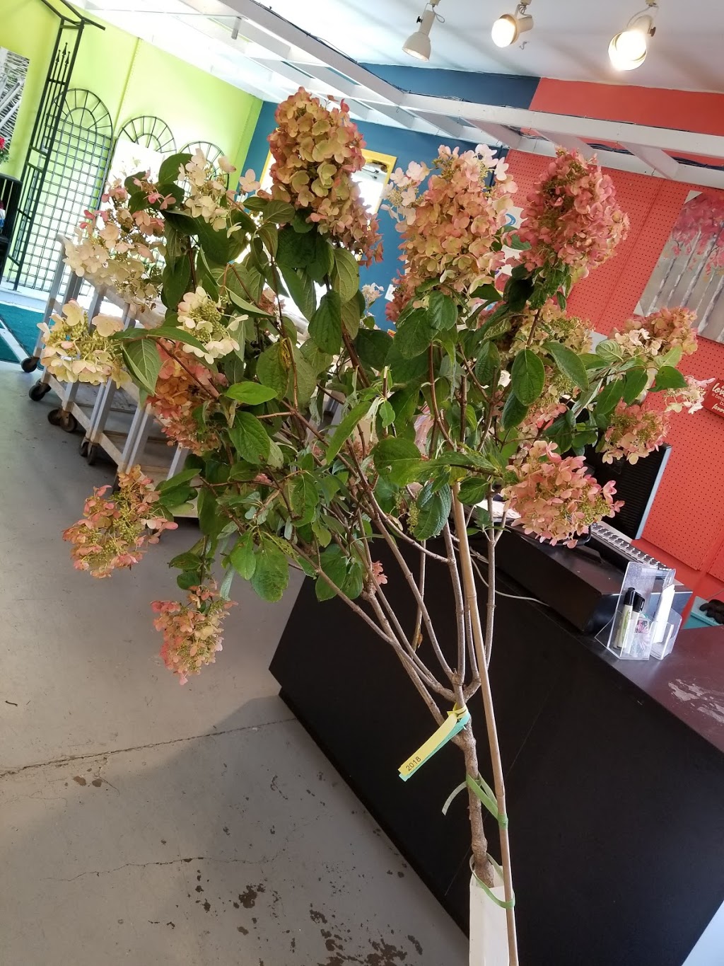 Lakeland Plant World | 909 Main St, Dartmouth, NS B2W 3V2, Canada | Phone: (902) 435-1983