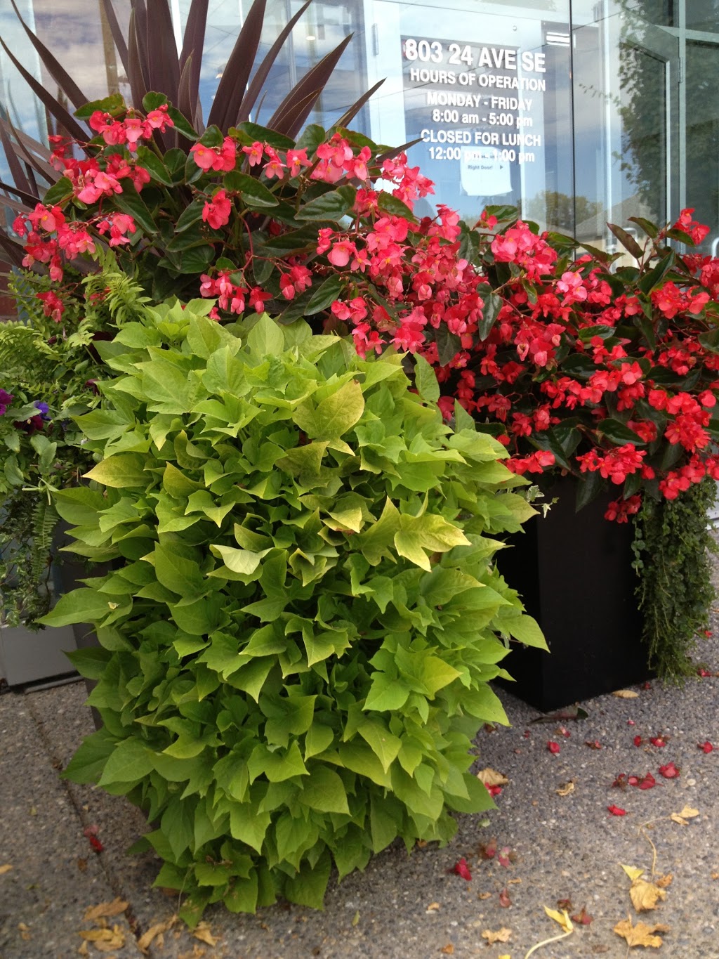 Extra Special Plant Care Ltd | 236 Cedardale Bay SW, Calgary, AB T2W 5C8, Canada | Phone: (403) 815-8637
