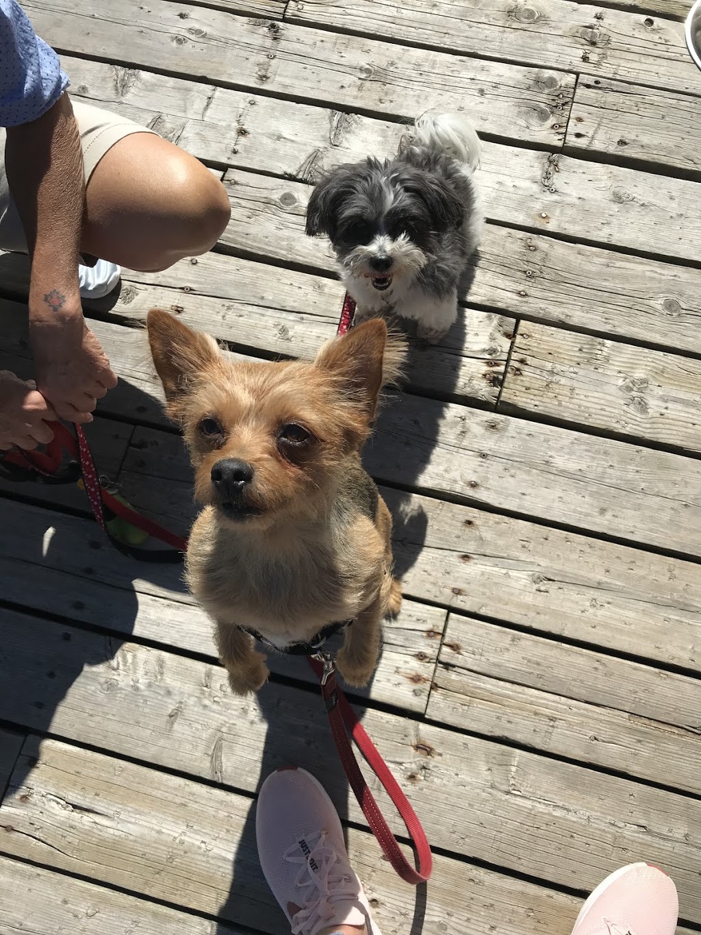Lakeside Dog Biscuits | 1068 Woodhaven Dr Suite #1, Kingston, ON K7P 0H7, Canada | Phone: (613) 449-9013