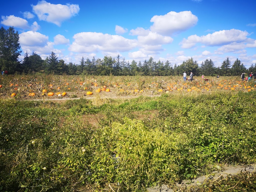 Farm La Fille du Roy | 1920 Rang St.-Simon, Sainte-Madeleine, QC J0H 1S0, Canada | Phone: (450) 795-3579