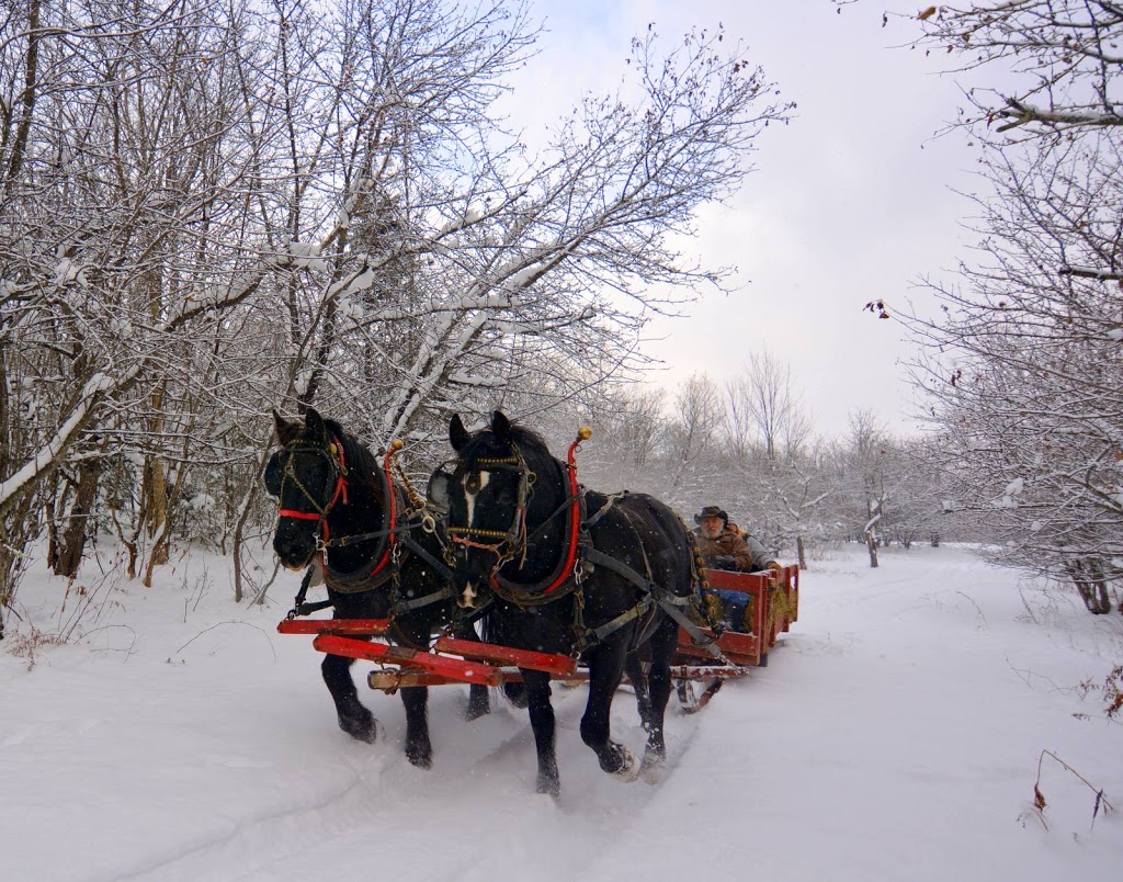 Missisquoi Valley Arabian Equestrian Center | 1877 VT-105, Newport, VT 05855, USA | Phone: (802) 334-8560