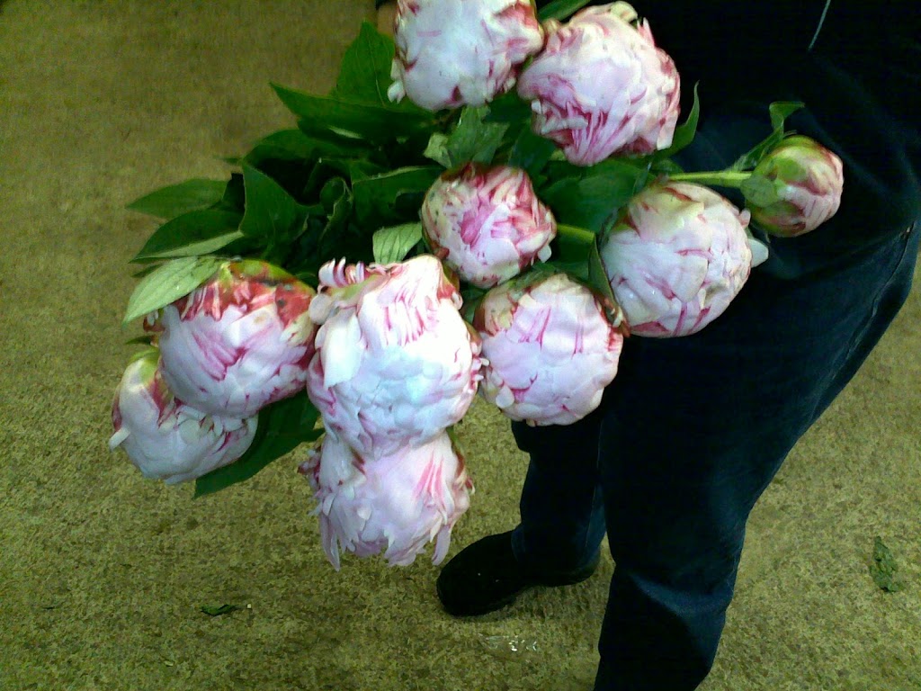 Jardins Amazone inc. | 607 Rang 3, Sainte-Clotilde-de-Châteauguay, QC J0L 1W0, Canada | Phone: (450) 826-4269