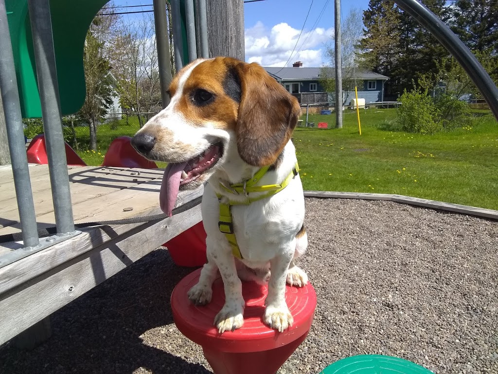 Fun Park | 272 Skyridge Ave, Lower Sackville, NS B4C 1S4, Canada