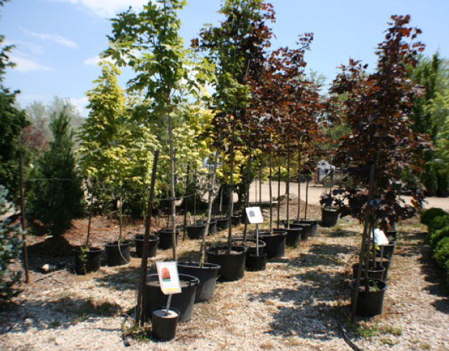Maidstone Tree Farm & Garden Centre | 7010 ON-3, Maidstone, ON N0R 1K0, Canada | Phone: (519) 737-2999