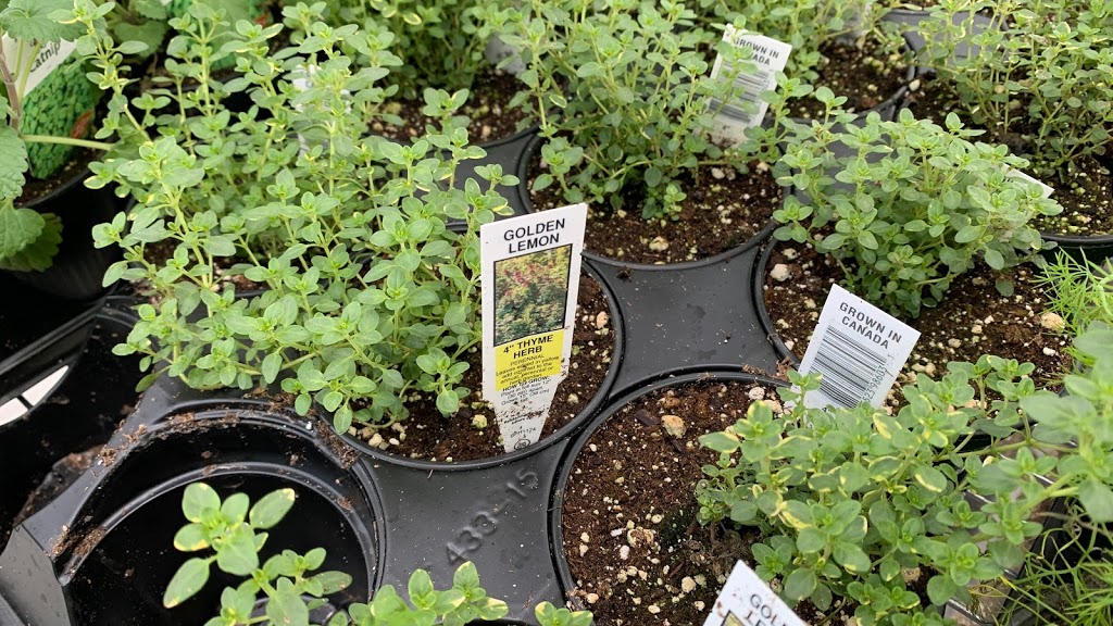 Muldoon Greenhouses Ltd. | 346 Laurier Ave, Port Coquitlam, BC V3C 3V4, Canada | Phone: (604) 552-0374