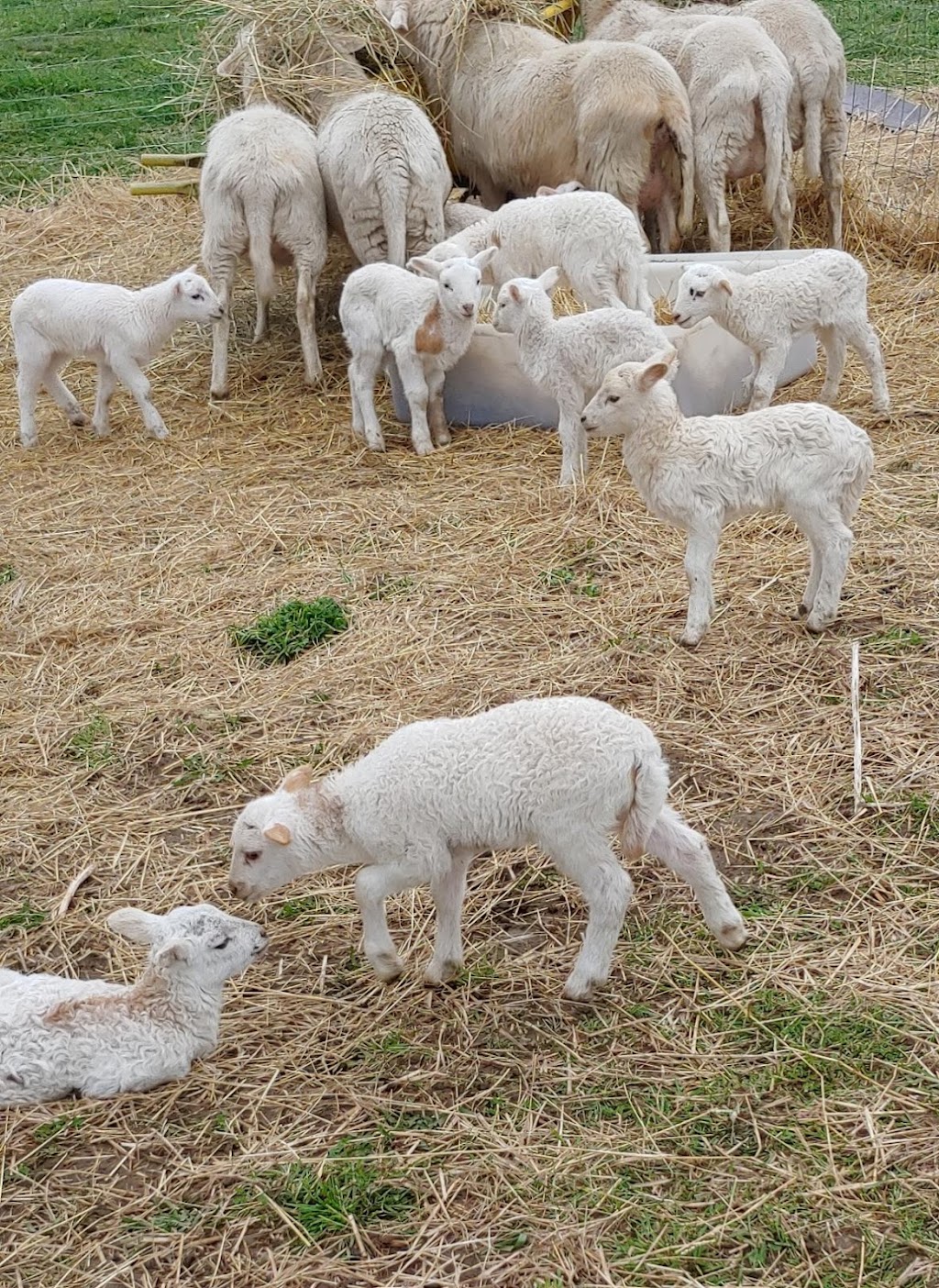Still Meadow Farm | 235492 23rd Line, Thamesford, ON N0M 2M0, Canada | Phone: (519) 701-9988
