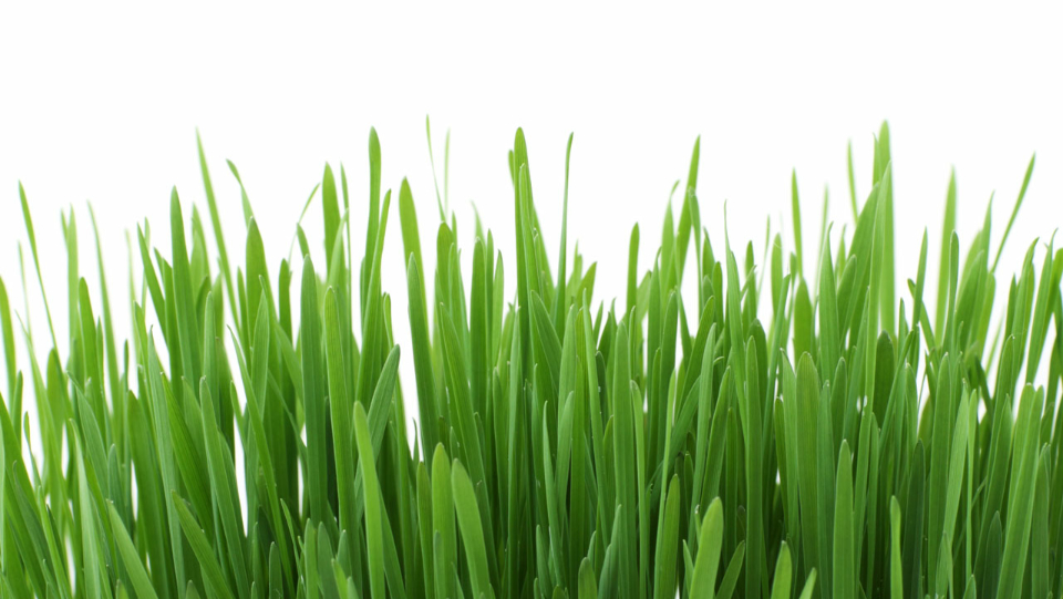 Greener Grass Lawn & Property Maintenance | 233 Nobel Rd, Nobel, ON P0G 1G0, Canada | Phone: (647) 637-8615