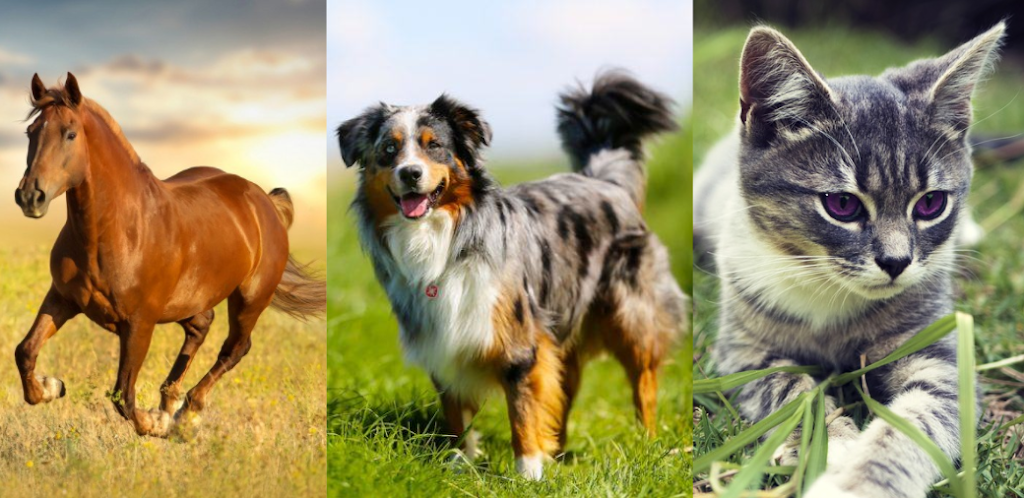 Pet Counsellor | 865 Berry Side Rd, Dunrobin, ON K0A 1T0, Canada | Phone: (613) 697-4350