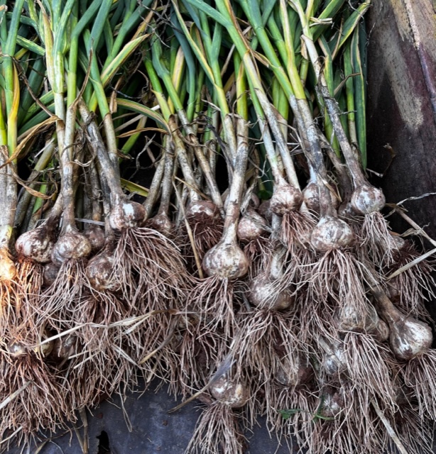 UpBack Farms | 2779 PE-19, Rocky Point, PE C0A 1H2, Canada | Phone: (613) 697-8666